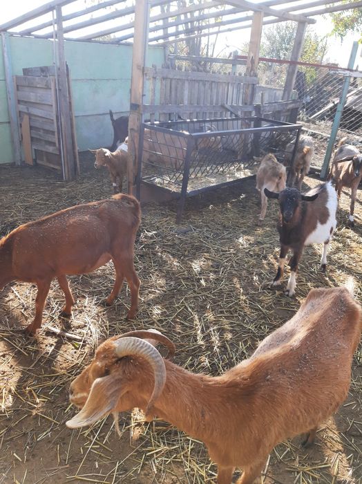 Продавам 5 кози на първо яре