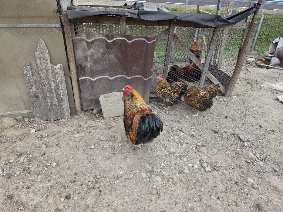 Ouă de incubat Wyandotte Gsg