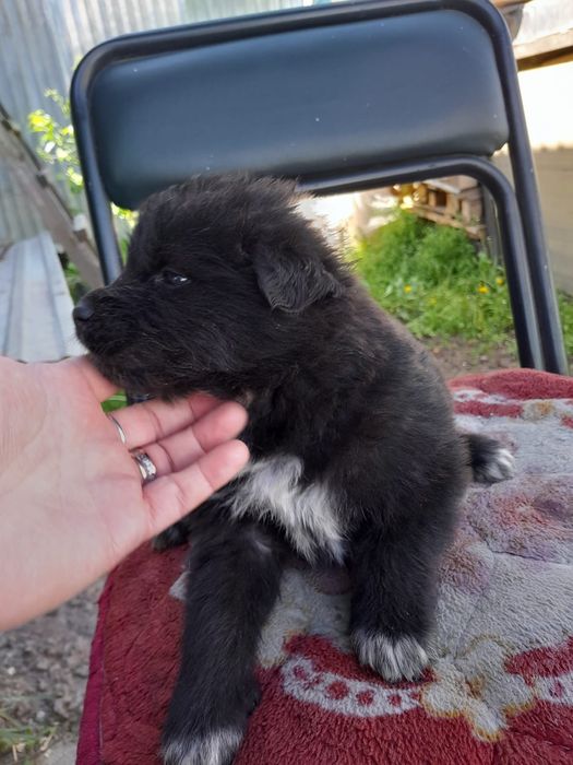 Отдам- щенков ..