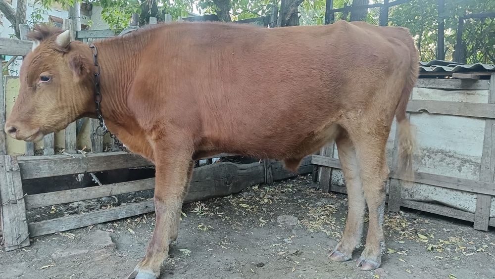 Өгіз сатылады. Бағасы 400мың