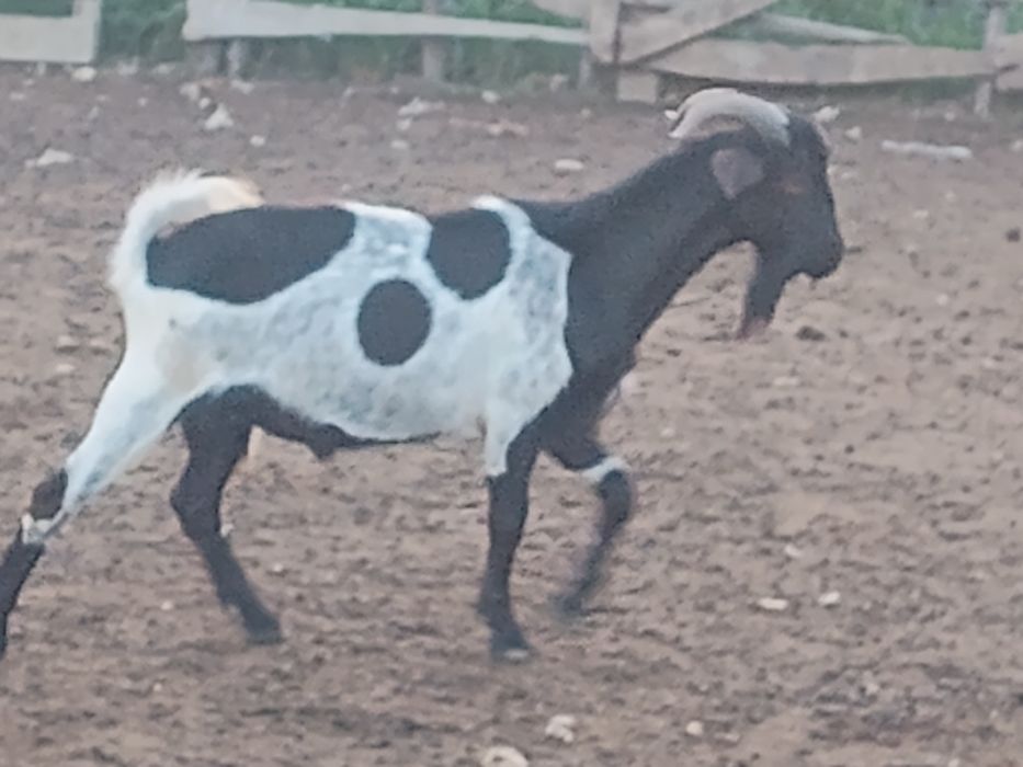 Țapi  metis anglonubian și metis alpin de vânzare