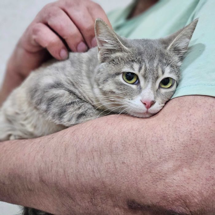 кошечка в   руки добрые