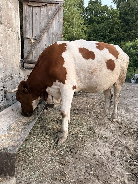 Vând vacă gestanta