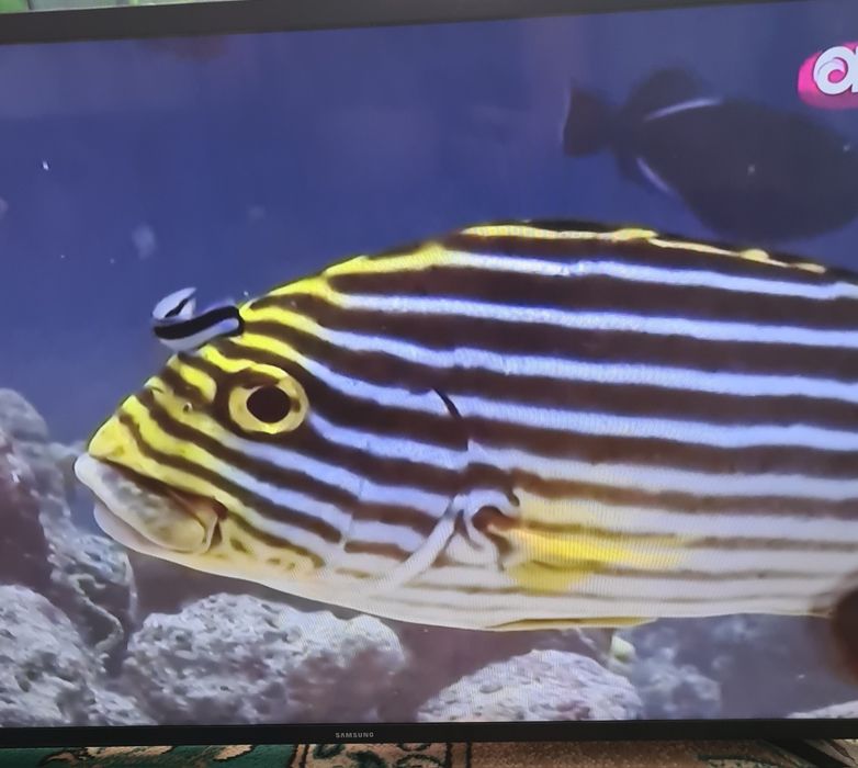 Телевизор Samsung
