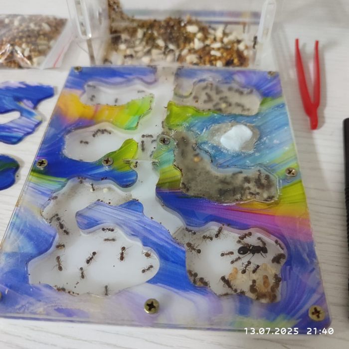 Муравьиная ферма со всеми принадлежностями