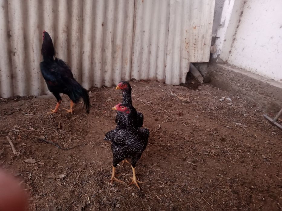 Dakan xoʻroz va tovuq