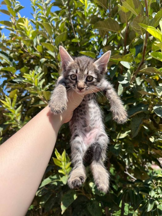 Маленькие котята