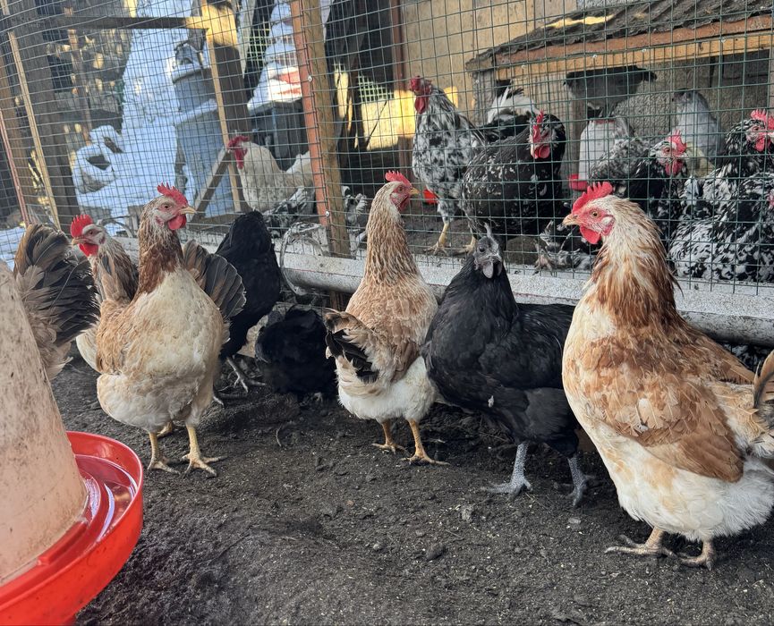 Продам молодых курей !