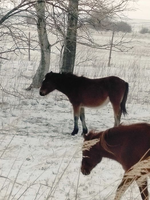 Ұрғашы жабағы сатылады