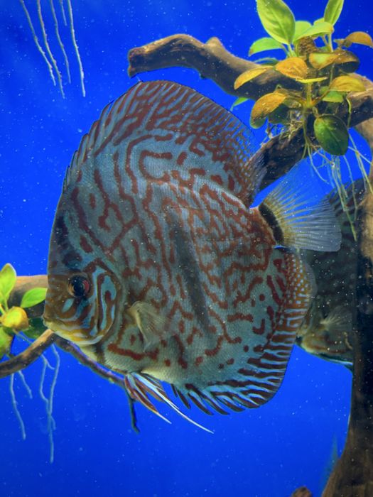 Vând acvariu complet