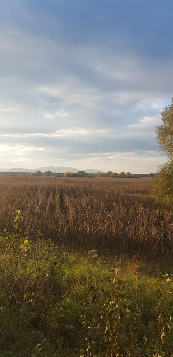 Vand urgent Teren DN Simeria -Hateg(Spate la Petrom) !!!