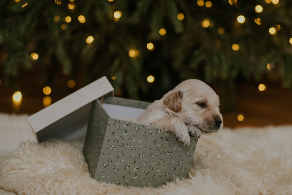 Pui Golden Retriever