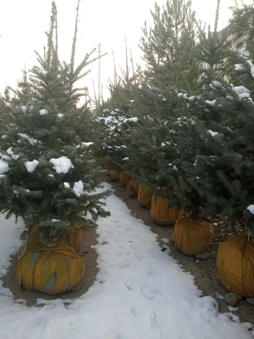 Qirim sasna va Galuboy yel archalari.