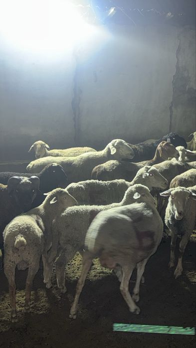 Продам баран кой