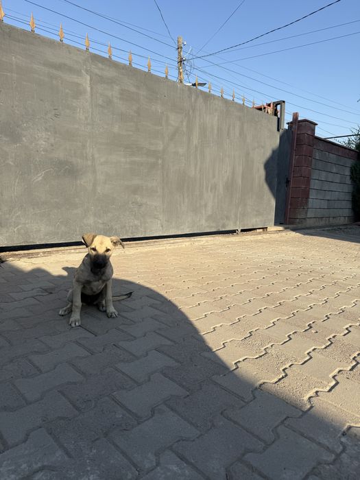 Отдам в хорошие руки