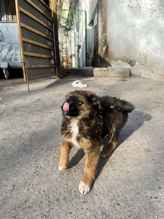 Милые и добрые щеночки