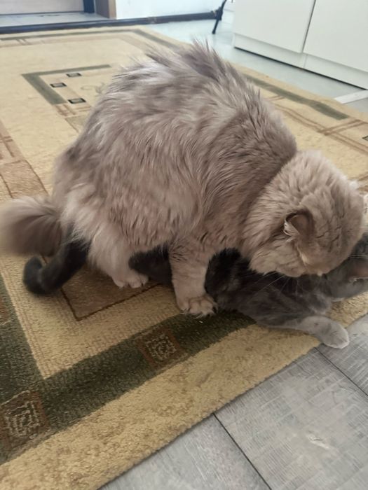 Вязка кота Шотландец