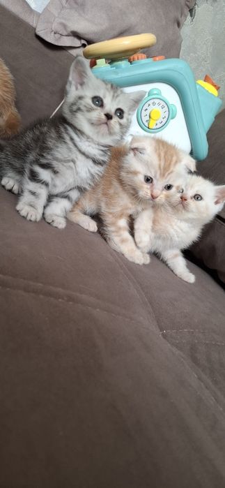 Шотландские короткошерстные котята