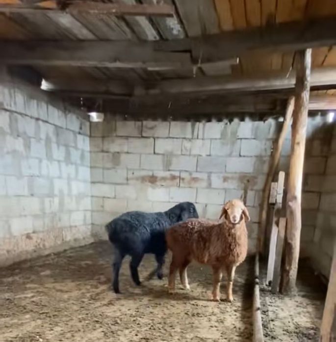 Гисар козылар сатам