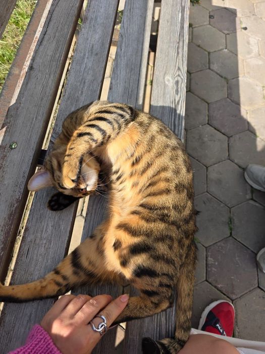 Продам Бенгальского кота