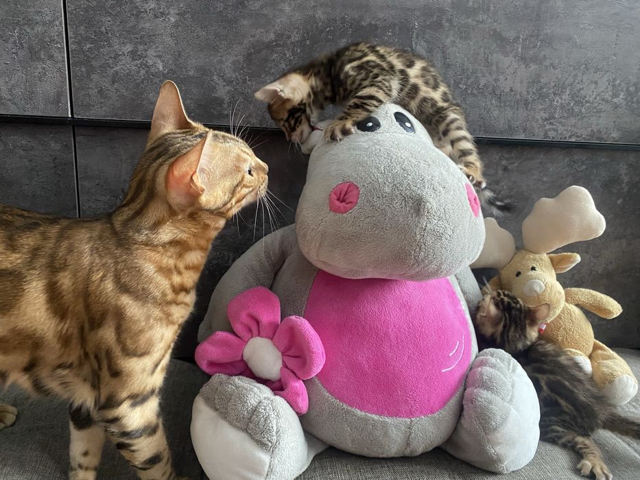 Котята бенгальской породы