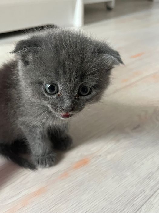 Котёнок вислоухий Бесплатно