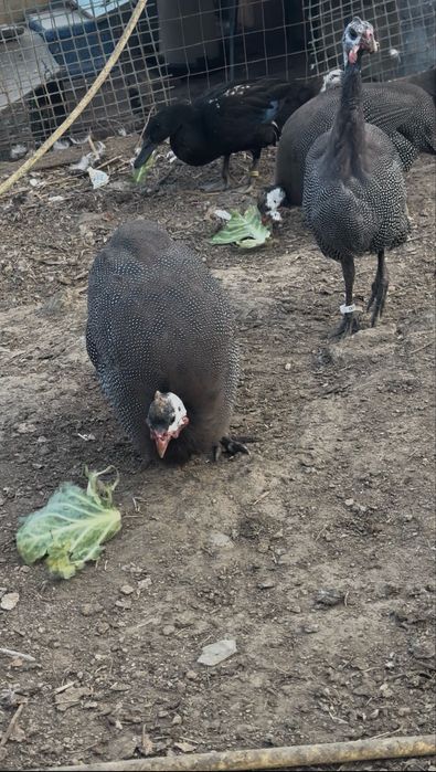 Bibilici rasa de carne