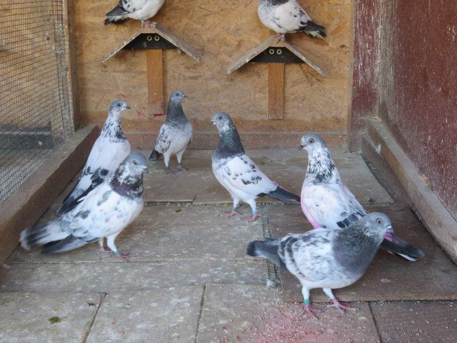 Porumbei Berzați de Budapesta