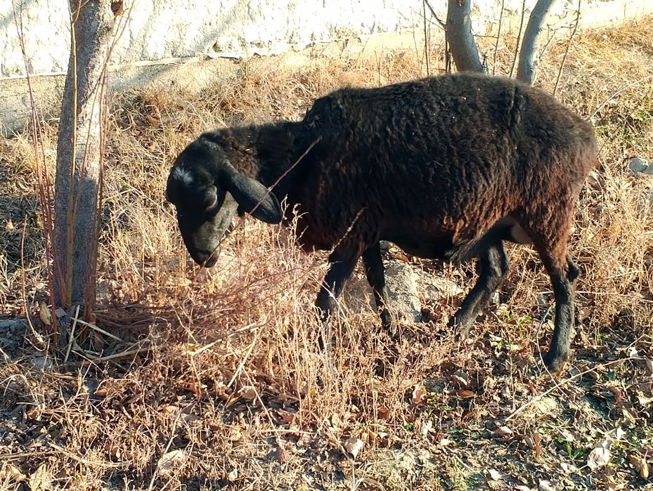 Qazoqi Qoʻylar sotiladi