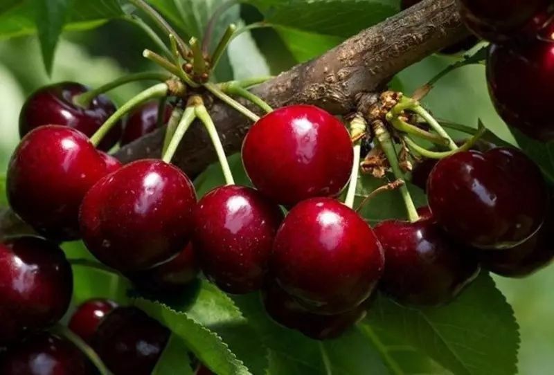 Gilos kuchatlari ishonchli va sifatli