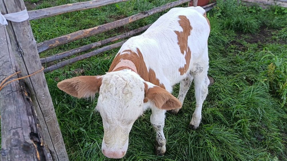 Vând vaca cu tauras
