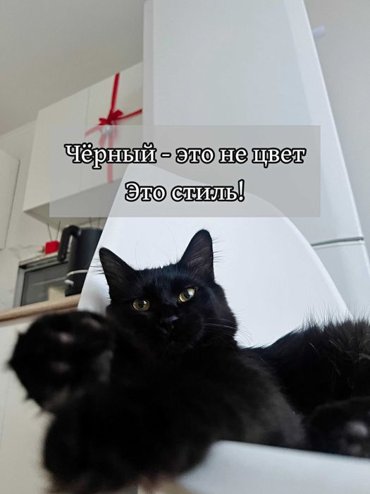 Ласковый кот в добрые руки!