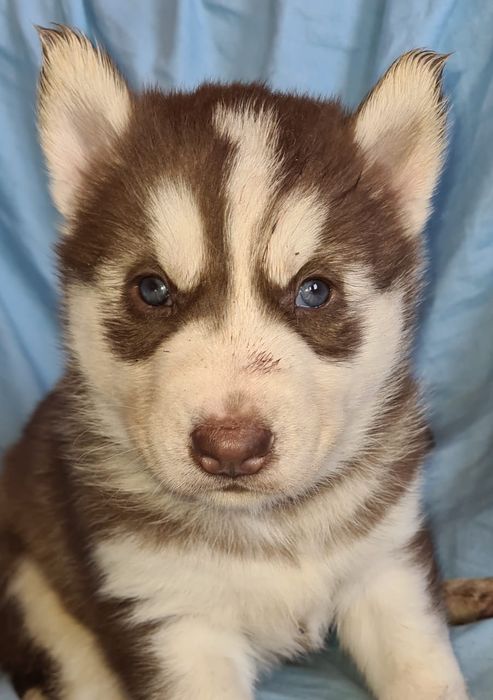 Продам щенков сибирский хаски