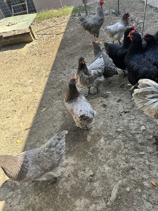 Puicute australorp