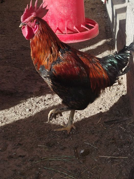 Петухи "Андижанский чёрный принц"