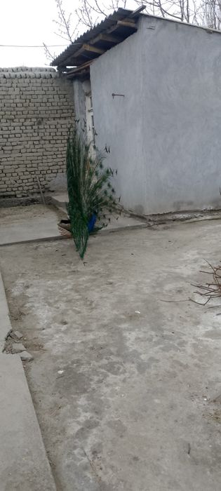 Tovus павлин sotiladi 130$