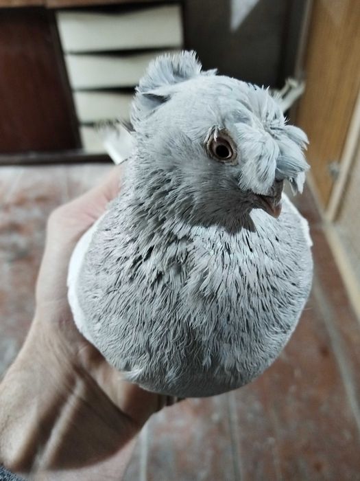 Продам голубей...