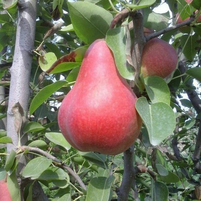 Нок кучатлари сотувда