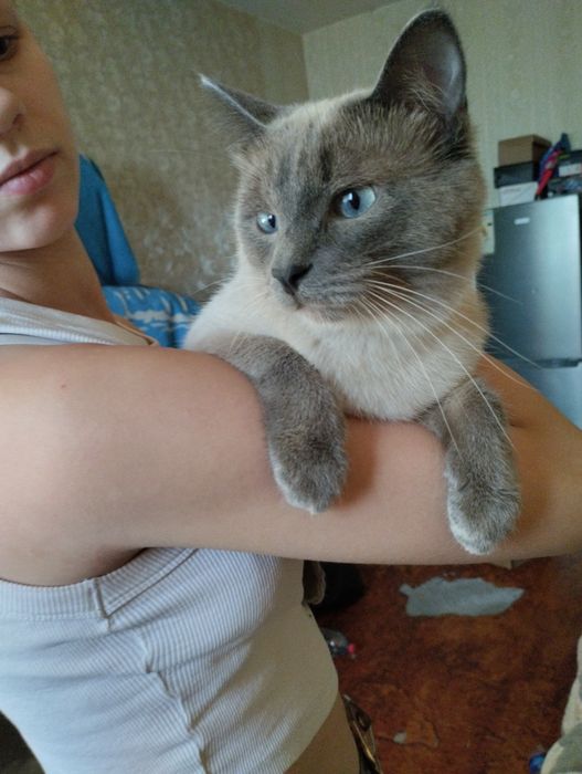 Тайские,подростки котятки