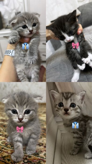 Продаются котята