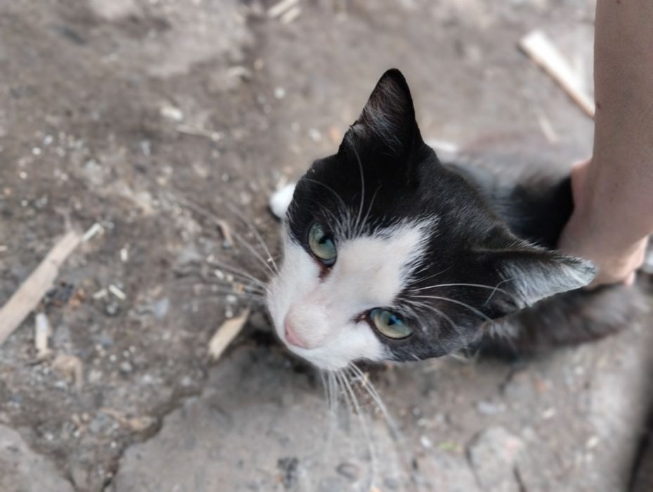 Отдам доброго кота.