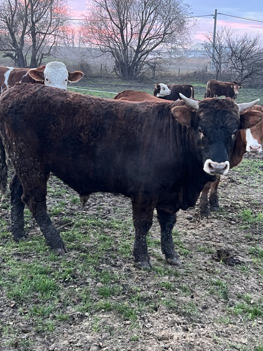 Продавам телета