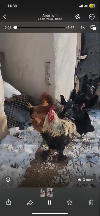 Қораздар бар пародасы жаксы !