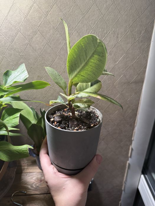 Фикус Шривериана Муншайн