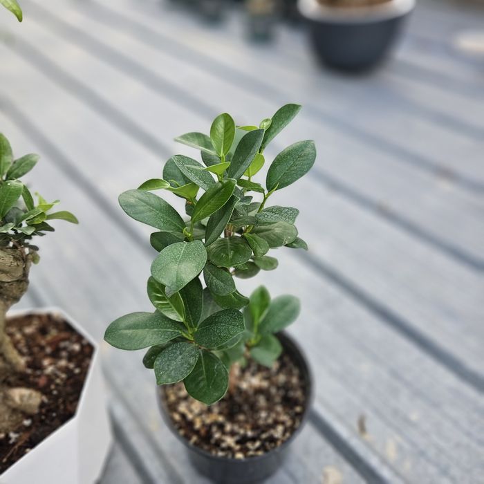 Бонсай и фикус мокламе