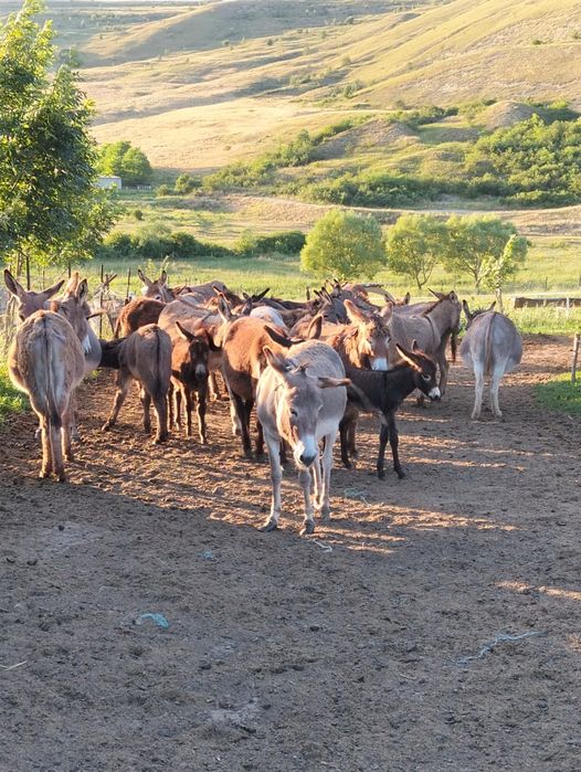 Vând măgărițe gestante