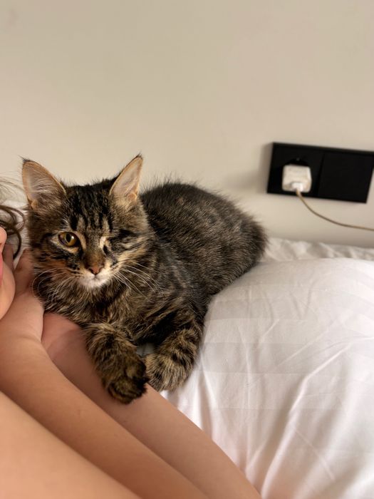 Котенок снайпер ищет дом, с приданным