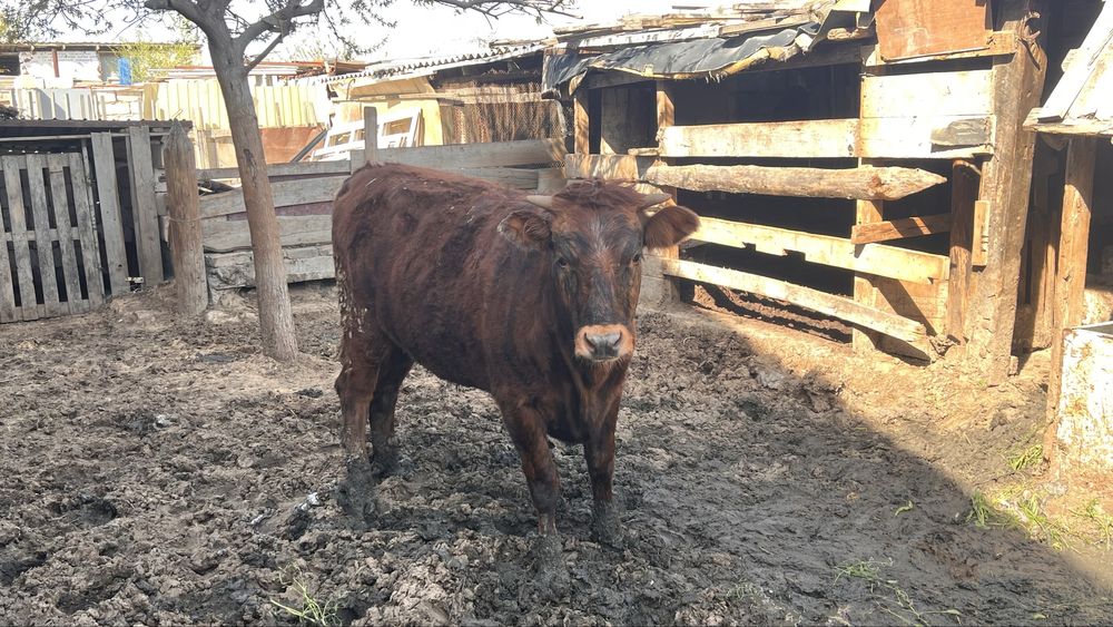 Сиыр сатылады бұзаулы