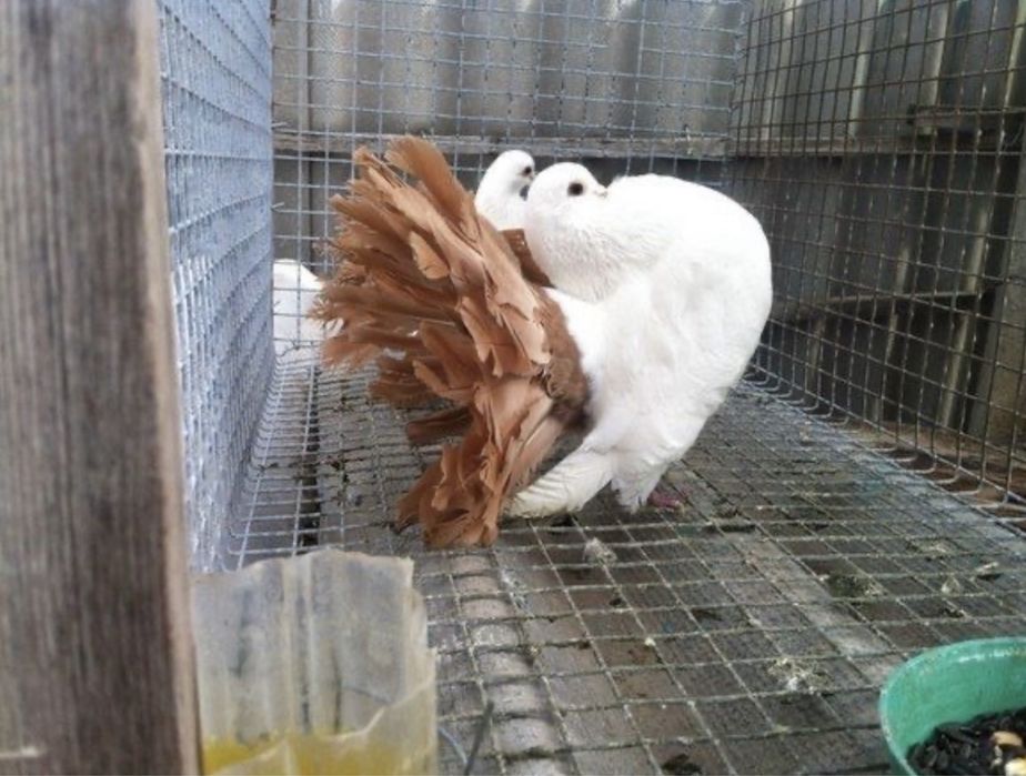 Продам павлинов !