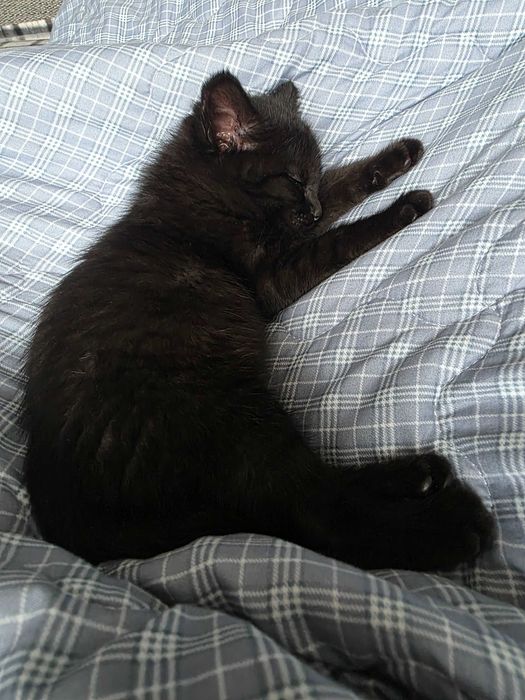 Котенок 3-4 месяца, девочка